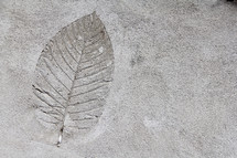 leaf print in mud 