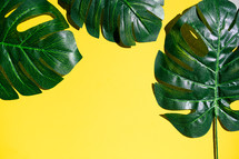 Large fake Monstera leaves on yellow background