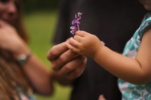 a father giving his toddler daughter a picked flower 