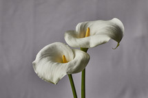 white Easter Lily, calla lily 
