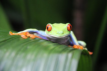 A colorful tree frog on a jungle leaf 