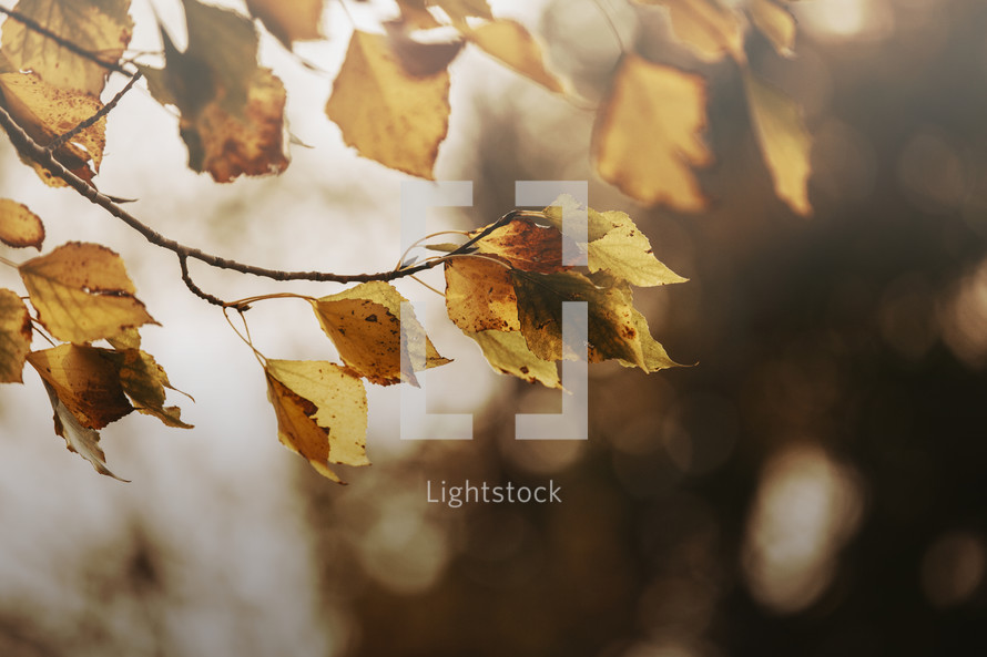 fall leaves on a branch background 