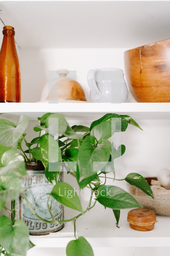 house plant and wooden bowls on shelves 