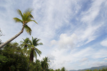 palm trees on a tropical island 