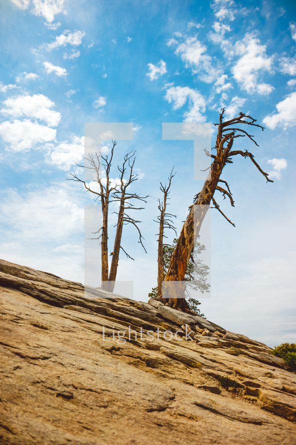 trees on a slope of a mountainside | Nature | Outdoors | Dead Trees | Landscape | Background | Still Standing