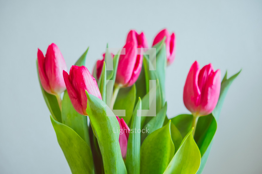 fuchsia tulips against a white background 