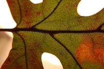 veins in a fall leaf 