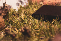 BIble in grass