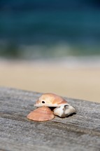 Seashells from the Mediterranean Sea at Caesarea, Israel