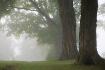 Lofty trees in the morning mist.
