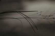 twig, branch, grass, silhouette 