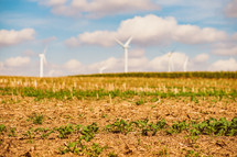 wind turbines and corn fields