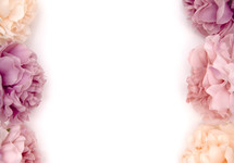 pink hydrangea border 