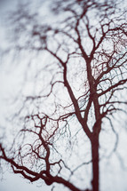 bare tree branches 