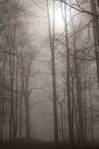 dense fog in a forest 