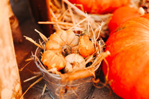 mini pumpkins in a silver bucket with straw 