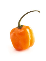 habanero pepper 