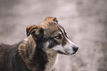 Dog with angry eyes, Domestic dog yawning, Brown homeless dog