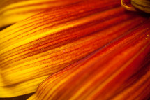 yellow and red petal 