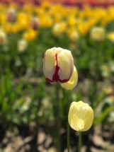 field of tulips 
