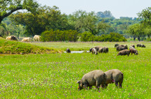 hogs in a field 