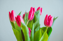 fuchsia tulips against a white background 