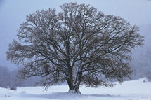 Old oak tree in Dobrogea, Romania in the winter