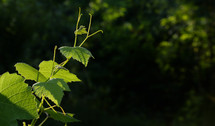 Close Up Of Green Grape Vine Leaves On Vineyard