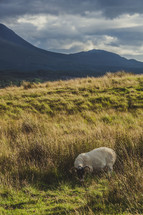 sheep in Scotland Highlands 