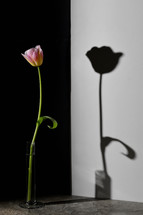 Abstract One tulip and Shadow with Black an White Background