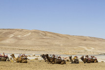 resting camels 
