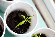 sprouts in dirt in styrofoam cups 