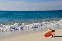 conch shell in the  sand on a beach 