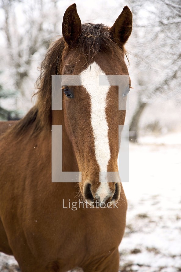 a horse outdoors in snow 