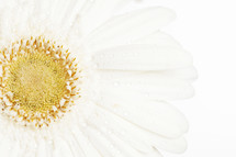 closeup of a white gerber daisy