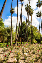 tall palm trees and rose garden in Spain 