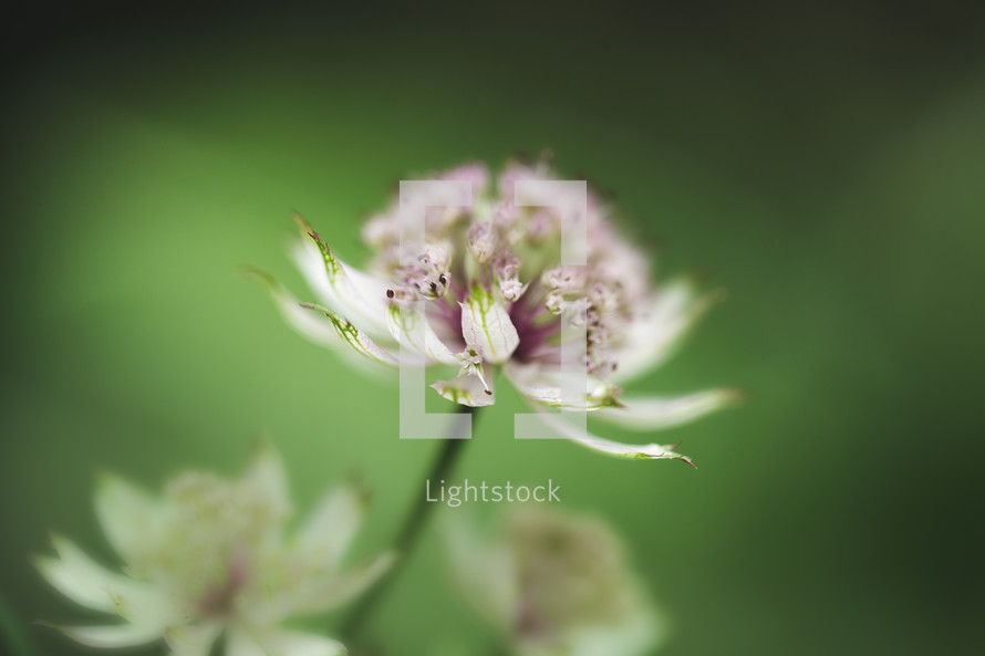clover flower closeup 