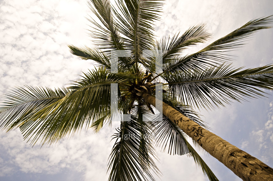 looking up to the top of a palm tree