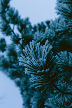 snow on pine boughs