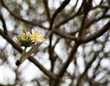 blooming flower on a tree