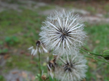 White dandelion plant growing in grass in backyard