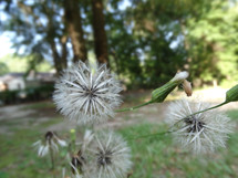 White dandelion plant growing in grass in backyard