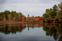 fall trees in a forest around a lake shore 