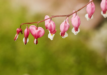 heart shaped pink flowers