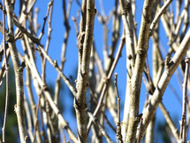 Barren branches on plant or tree in winter against blue sky