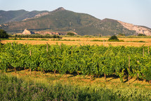 Organic vineyard in untouched nature
