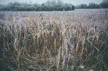 dry winter corn husks 