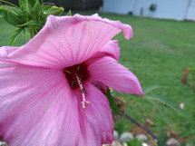 Close up of bright pink azalea flower growing in garden