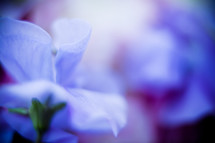 violet flowers 
