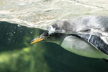 swimming penguin 